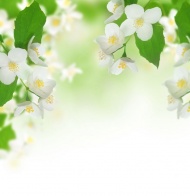 白色花朵花瓣图片