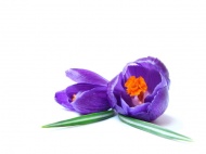 两株紫色郁金香图片