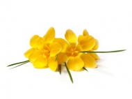 黄色鲜花图片