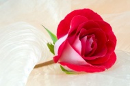 一只红玫瑰图片