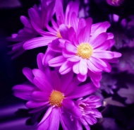 紫色鲜花图片
