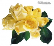 黄色玫瑰花束图片