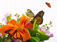鲜花花束蝴蝶图片