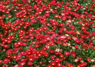 红色野菊花图片
