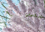 美丽的樱花图片