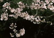 盛夏樱花树图片