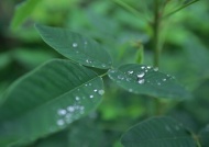 鲜花植物图片