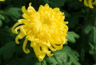 金黄菊花图片