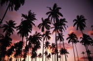 夕阳椰树林图片