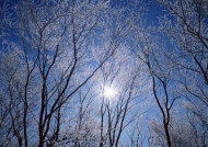 森林雪景阳光图片