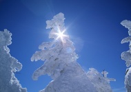 雪树阳光图片