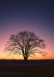 夕阳树木图片