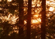 树林夕阳图片