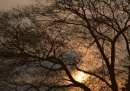 日落树林图片