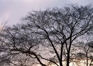 黄昏树木图片