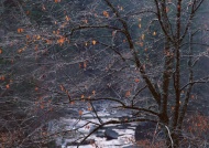 河边枫树林图片