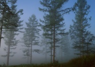 森林迷雾图片