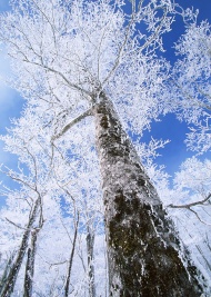 高大雪树图片