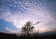 密云树林图片