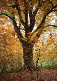 秋黄森林图片