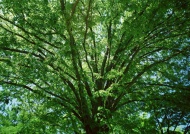 绿色大树图片
