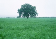 平原绿树图片