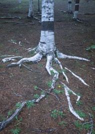 树根图片