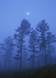 树林夜色图片