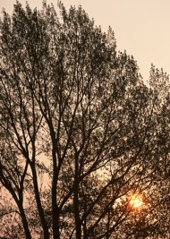 树林夕阳图片