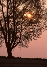 日落树林图片