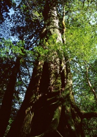 树木图片