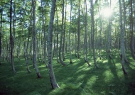 树林晨光图片
