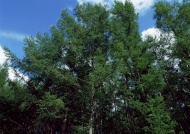 杉树图片