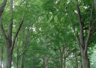 绿色树林图片