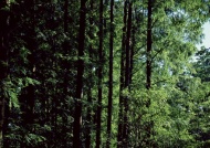 树林风景图片