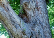 树木树皮图片
