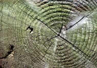 树桩年轮图片