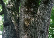 树木树皮图片