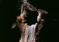 枯树桩图片
