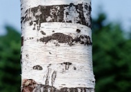 树皮纹理图片