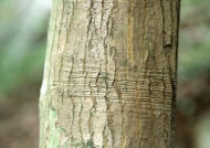 树皮摄影图片