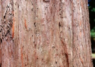 树皮纹理图片