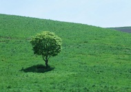 草原大树图片