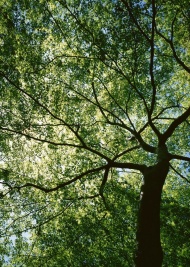 茂密树林图片