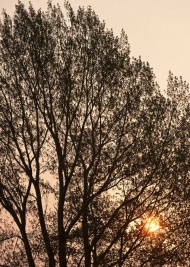 夕阳树林图片