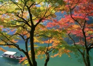 秋景树木图片