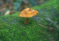 丛林蘑菇图片