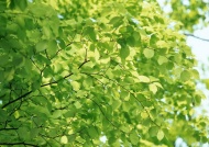 密林树叶图片