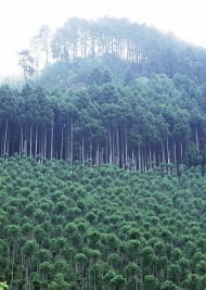 杉木树林图片