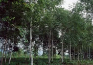 树林森林图片